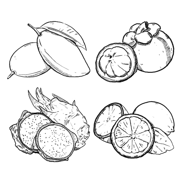 Vector set of sketch and hand drawn fruit mango mangosteen dragonfruit and lemon