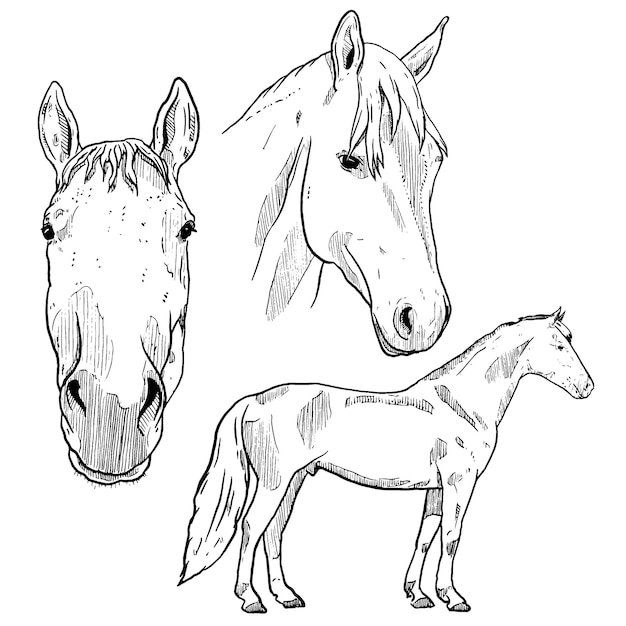 Set of sketch and hand drawn horse element