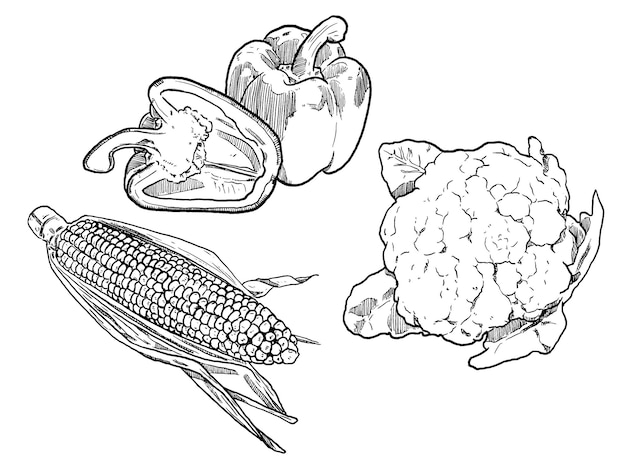 Набор эскизов и рисованных овощей