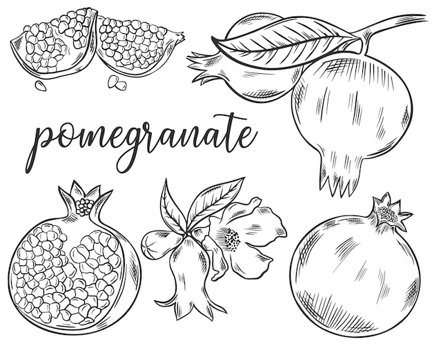 Set of sketch pomegranate fruits Hand drawn black lines granate