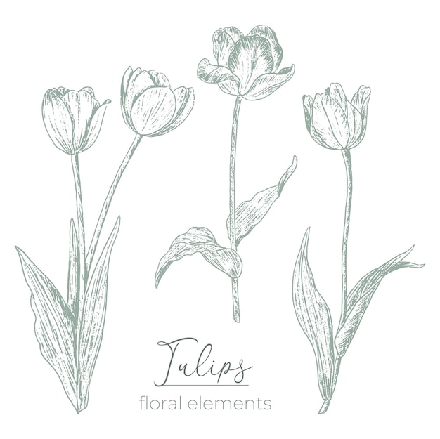 Set of sketch style tulips