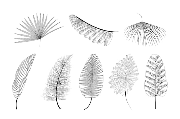スケッチベクトル熱帯の葉のセット
