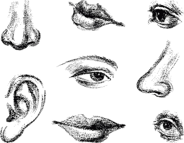 Vector a set of sketches of parts of human face