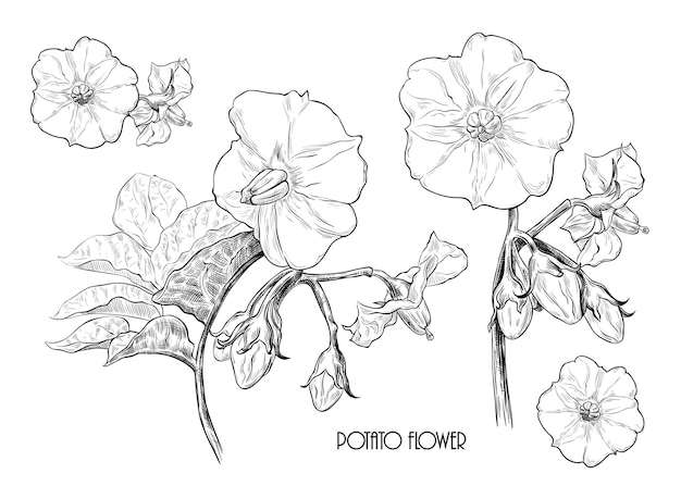 A set of sketches of potato flowers