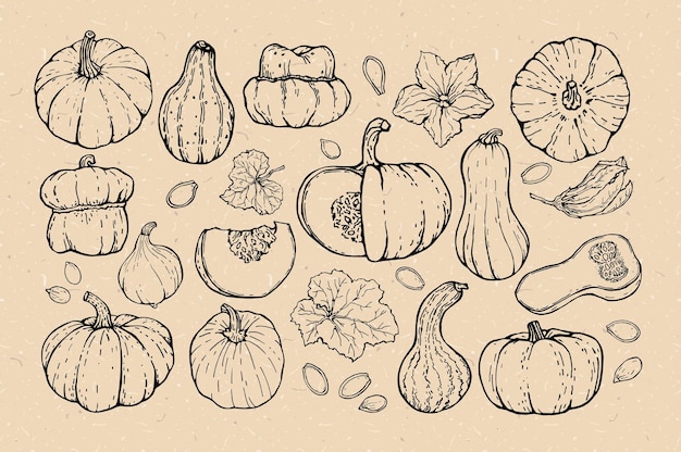 Vector a set of sketches of pumpkins of various shapes on a background of kraft cardboard black outline