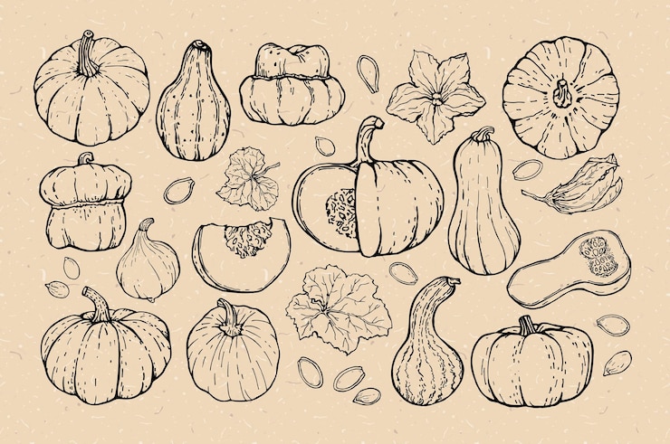 Vector a set of sketches of pumpkins of various shapes on a background of kraft cardboard black outline