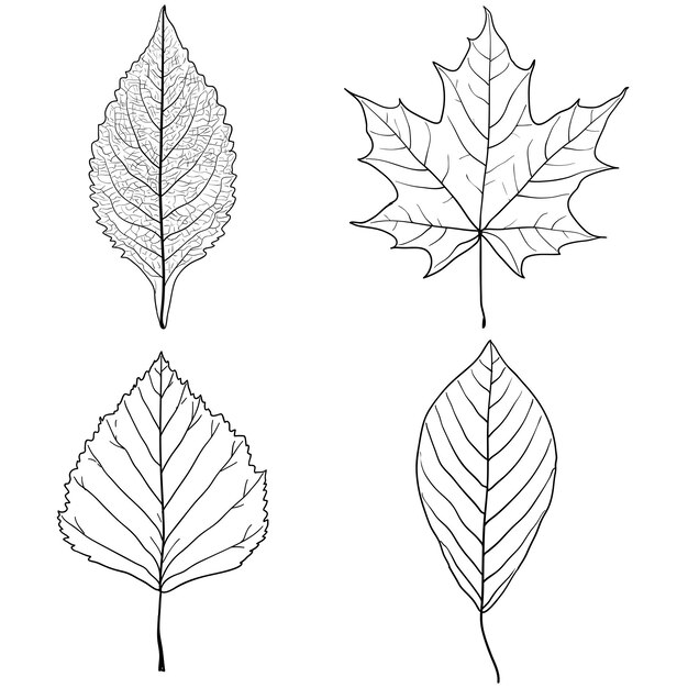 Set sketches silhouettes leaves on white background illustration