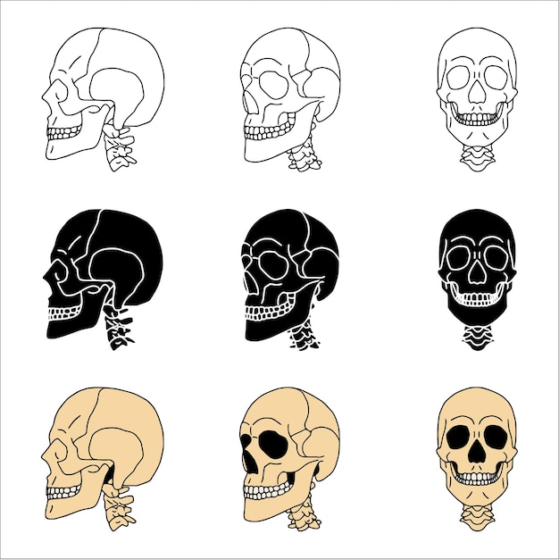 Vector set of skulls in different styles.