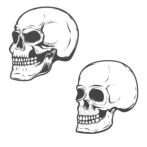 Set of the  skulls  on white background.