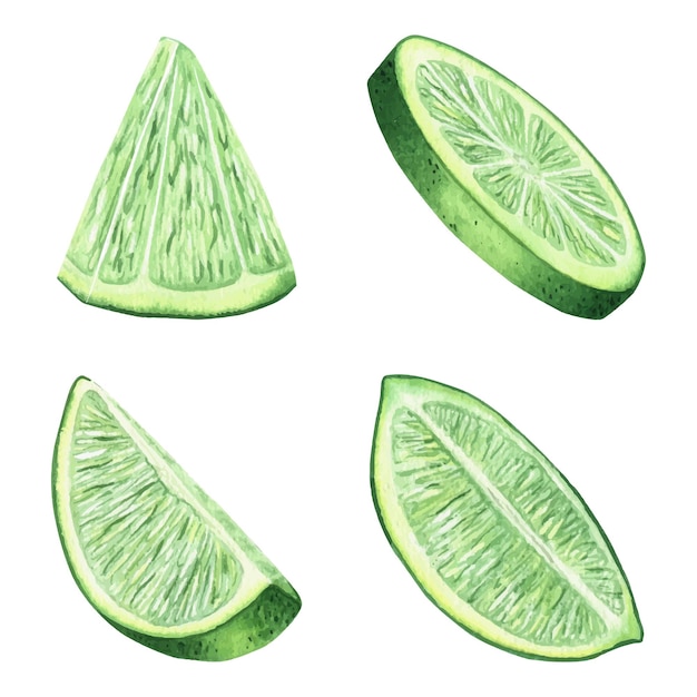 Set of a slice fresh and juicy lime Watercolor illustrations ingredient for cocktails and lemonades
