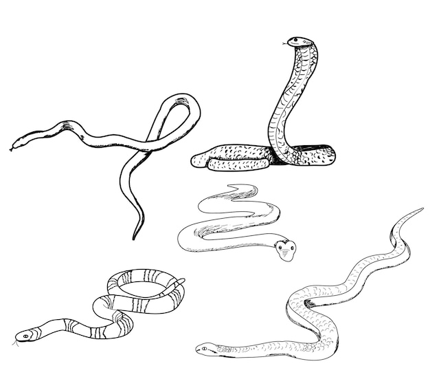 Set of snake sketches