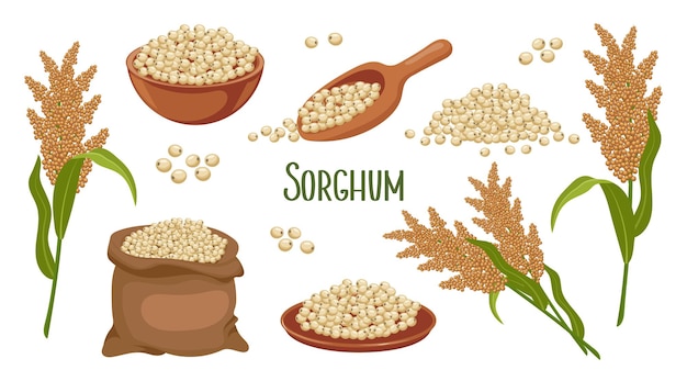 Set of sorghum grains and spikelets Sorghum plant sorghum grains in a plate spatula and bag