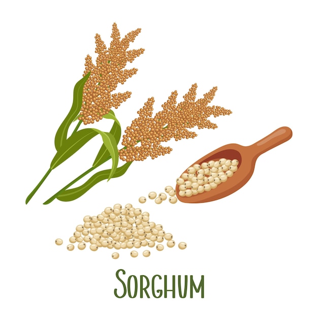 Vector set of sorghum grains and spikelets sorghum plant sorghum grains in a wooden paddle agriculture