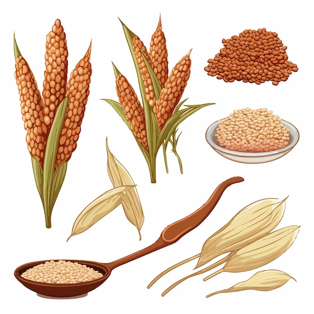 Set of sorghum grains and spikeletsSorghum plant