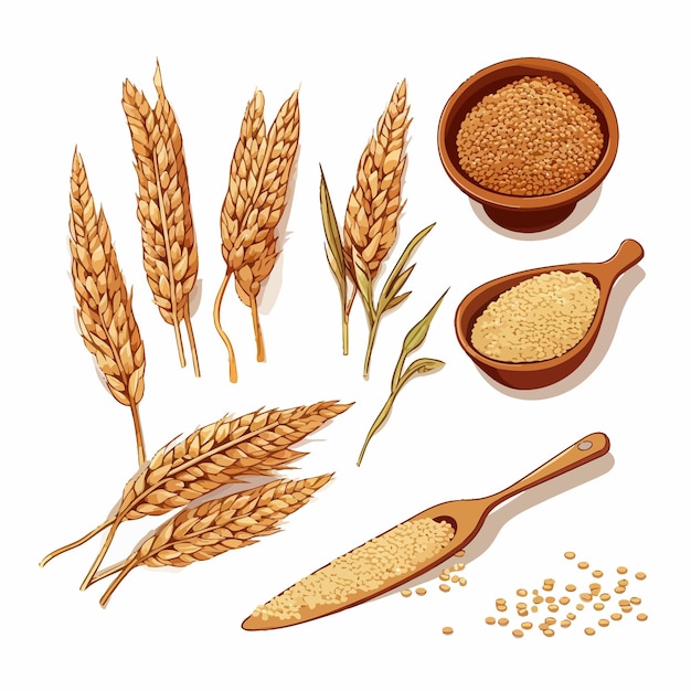 Vector set of sorghum grains and spikeletssorghum plant