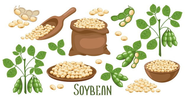 Soya Bean – 40KG Bag – Animal Feed Company S.A.R.L