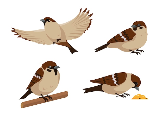 Vector set of sparrows in different poses isolated. collection of sparrow birds