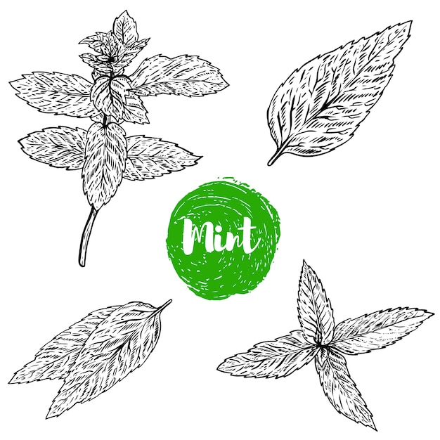 Vector set of spearmint herb illustration  on white background