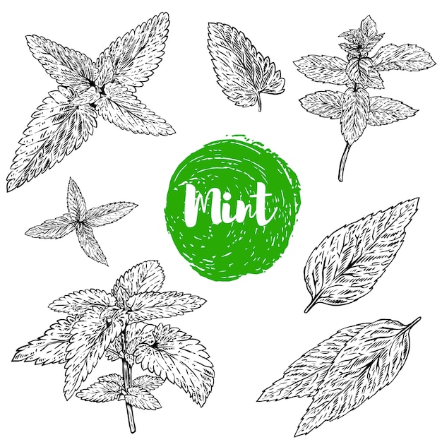 Vector set of spearmint herb illustration  on white background