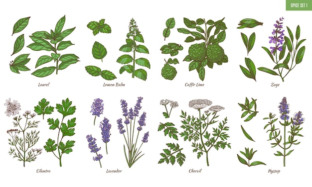 Vettore set di erbe aromatiche con elementi floreali piante in stile disegnato a mano per il design della superficie volantini stampe carte striscioni illustrazione vettoriale