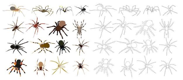 Set spider collection sketch on white background