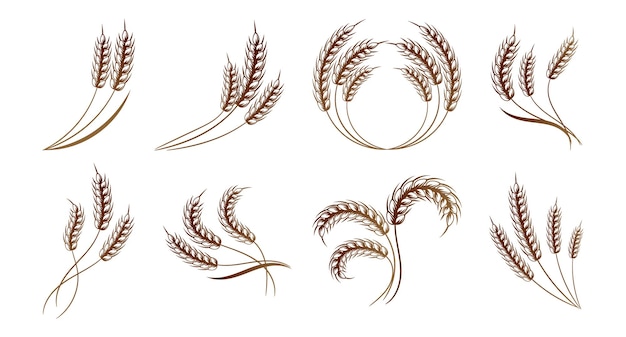 Set of spikelets of wheat, rye, barley. Brown design. Decor elements, logos, icons, vector