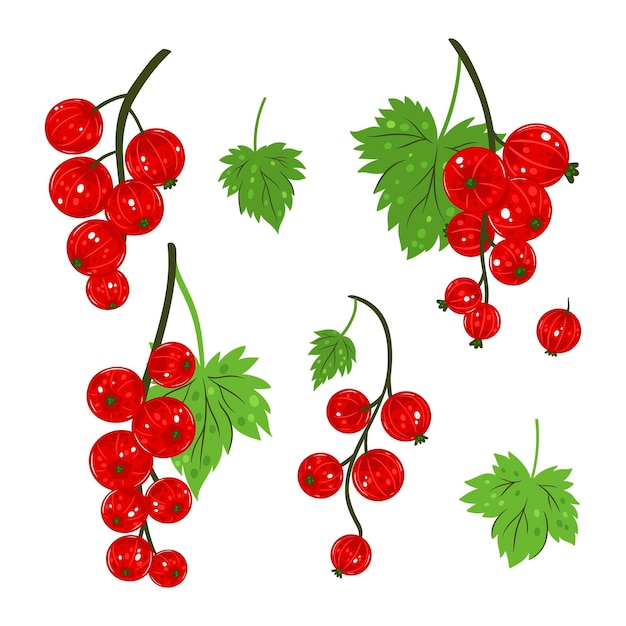 Vector set of sprigs of red currant isolated on white background vector graphics