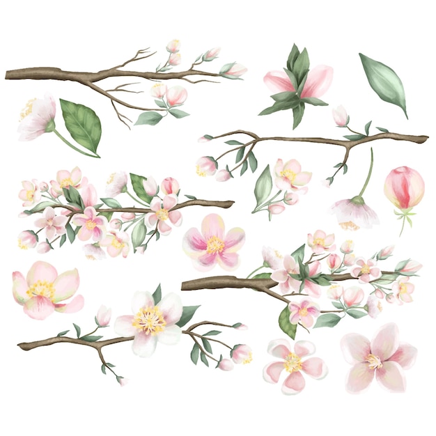春のリンゴの木の枝の花と葉のセット