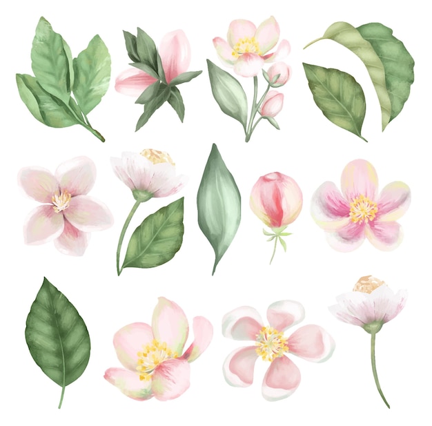 Set of spring blooming apple tree flowers and leaves illustration