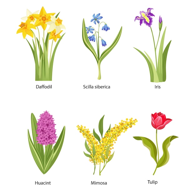 Vector set of spring flowers, springtime blossoms, blooming plants