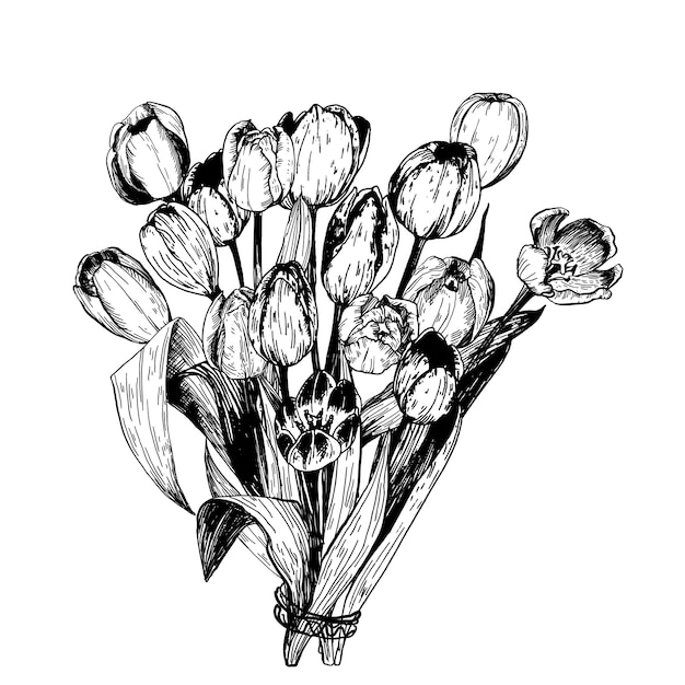 Vettore set di rami di tulipani fiori di primavera. illustrazione della raccolta di schizzo a matita