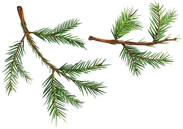 Vector set of spruce branches