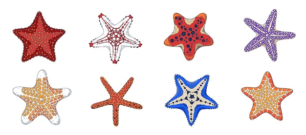 Una serie di stelle marine.