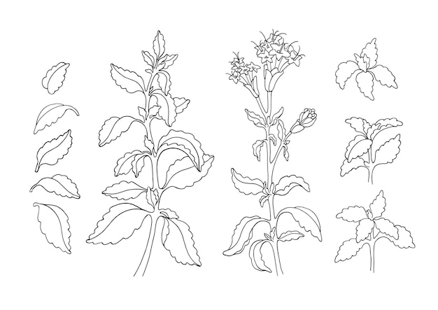 Vector set of stevia plant branch green leaf flower