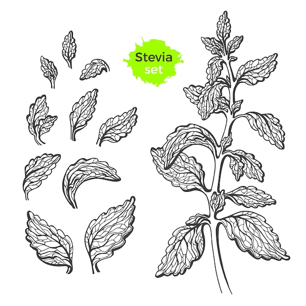 Vector set of stevia with branch leaf fresh healthy organic product natural sweet plant herbal symbol