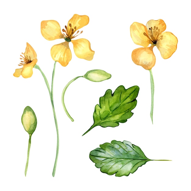 Set stinkende gouwe medicinale plant aquarel illustratie geïsoleerd op witte achtergrond Chelidonium