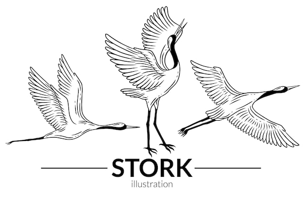 Set stork bird flying tropical cartoon wild birds cranes hand
drawn