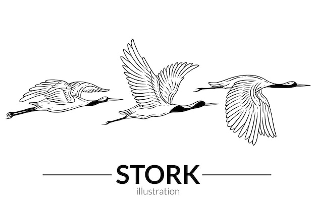 Set stork bird flying tropical cartoon wild birds cranes hand\
drawn