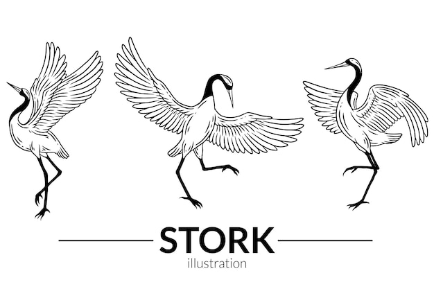 Set stork bird flying tropical cartoon wild birds cranes hand
drawn