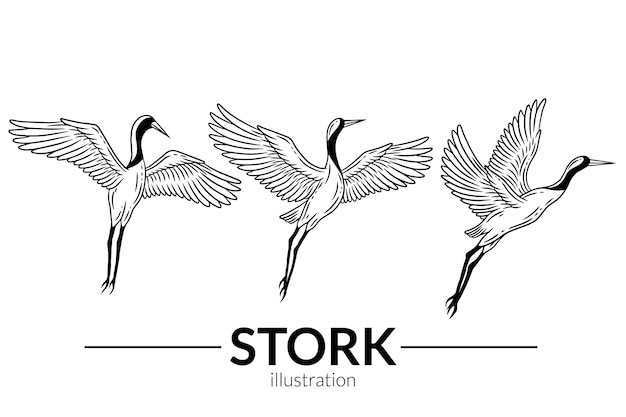 Set stork bird flying tropical cartoon wild birds cranes hand
drawn