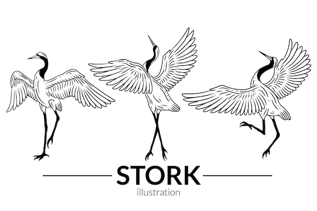 Set stork bird flying tropical cartoon wild birds cranes hand
drawn