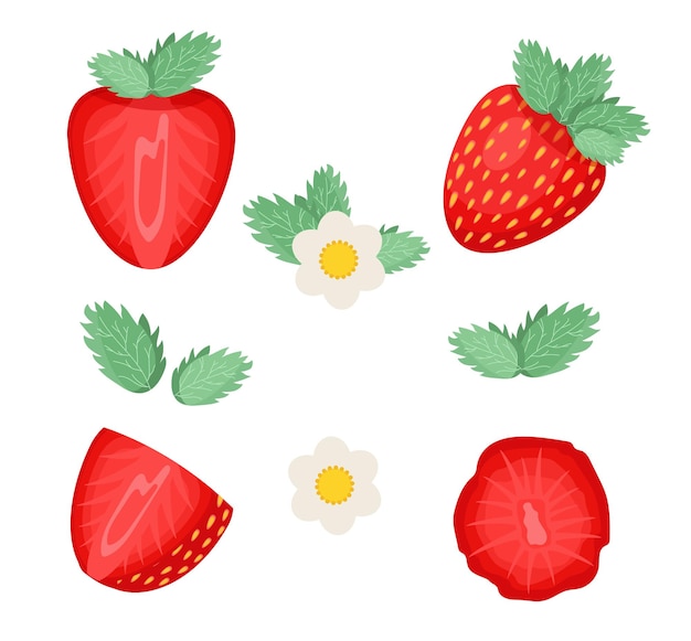 Vector set of strawberries vector concept