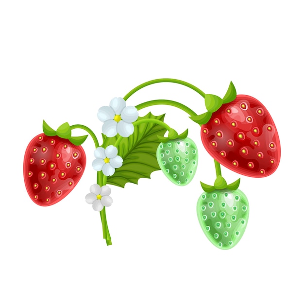 Vector set of strawberry fruits with flowers and green leaves isolated on white background cartoon style