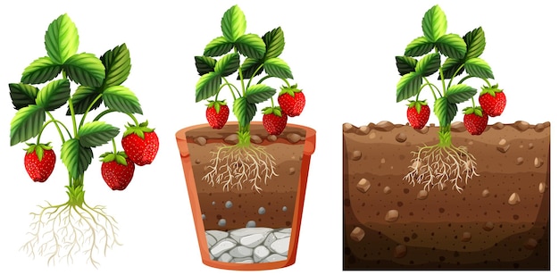 Vector set of strawberry plant with roots isolated