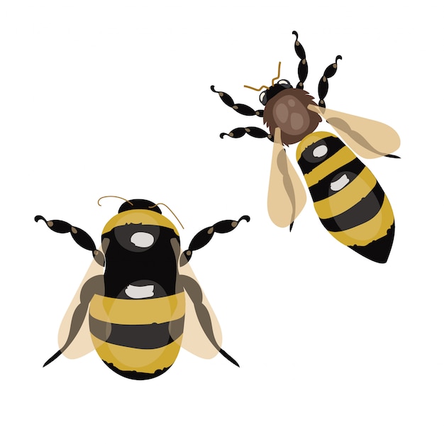 Set of  stylized bees. collection of logos with a honey bee. icons with insects.