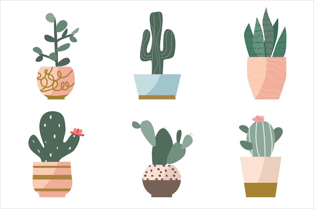 set of succulents in cute decorative flowerpots