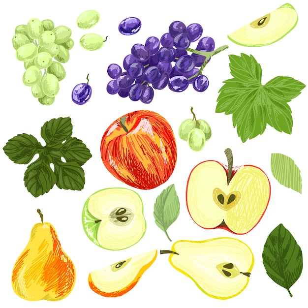 Vector set of summer fruits grapes apples and pears