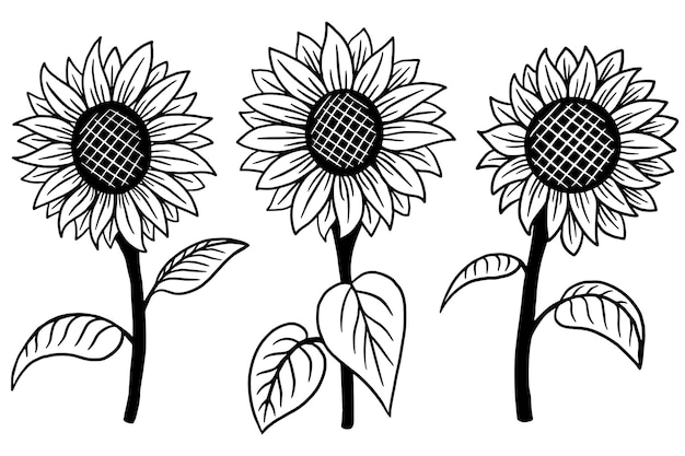 Vector set of sun flower isolated decorative beautiful hand drawn illustration