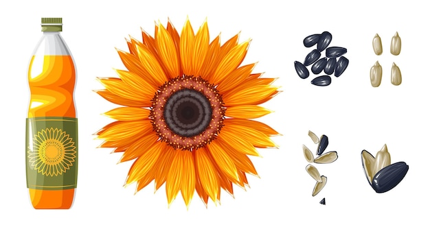 Vector set of sunflower oil and seeds