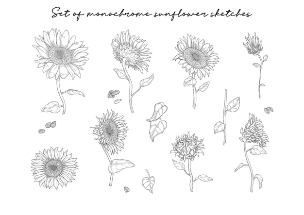 Set of sunflower sketches